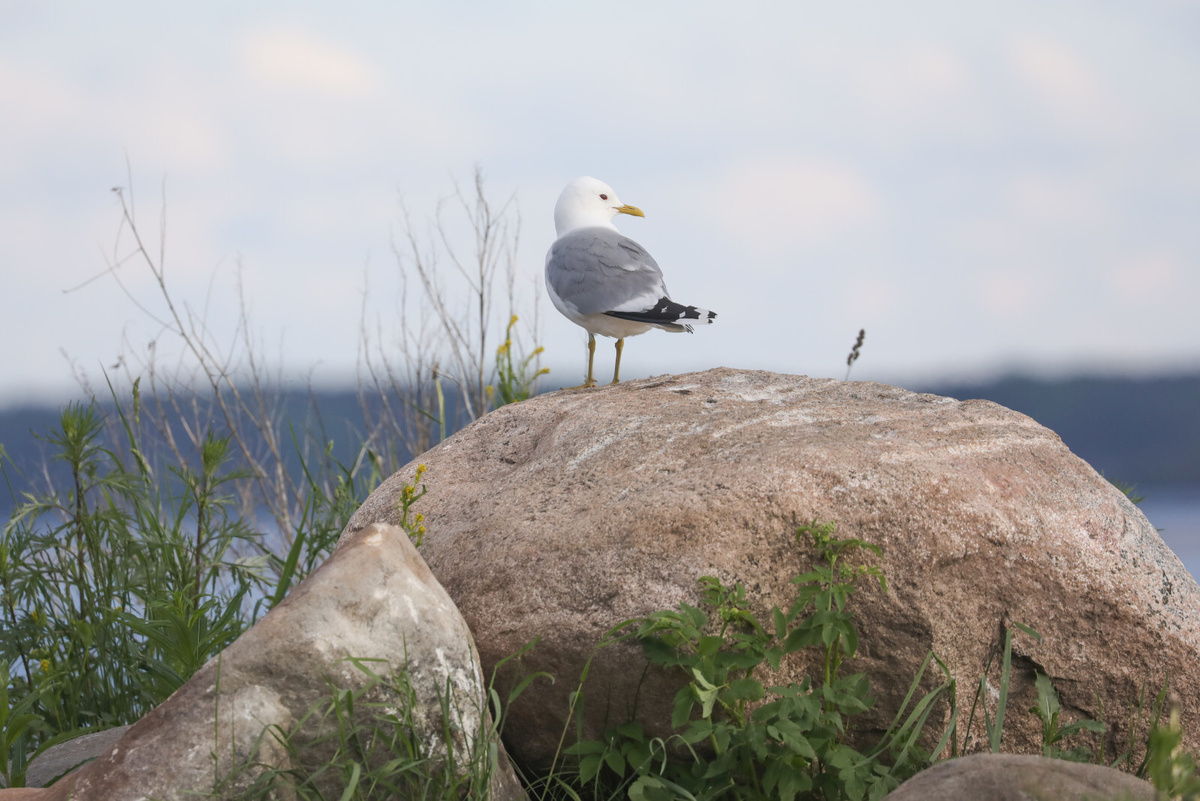 Александр Глуз/«Петербургский дневник»

