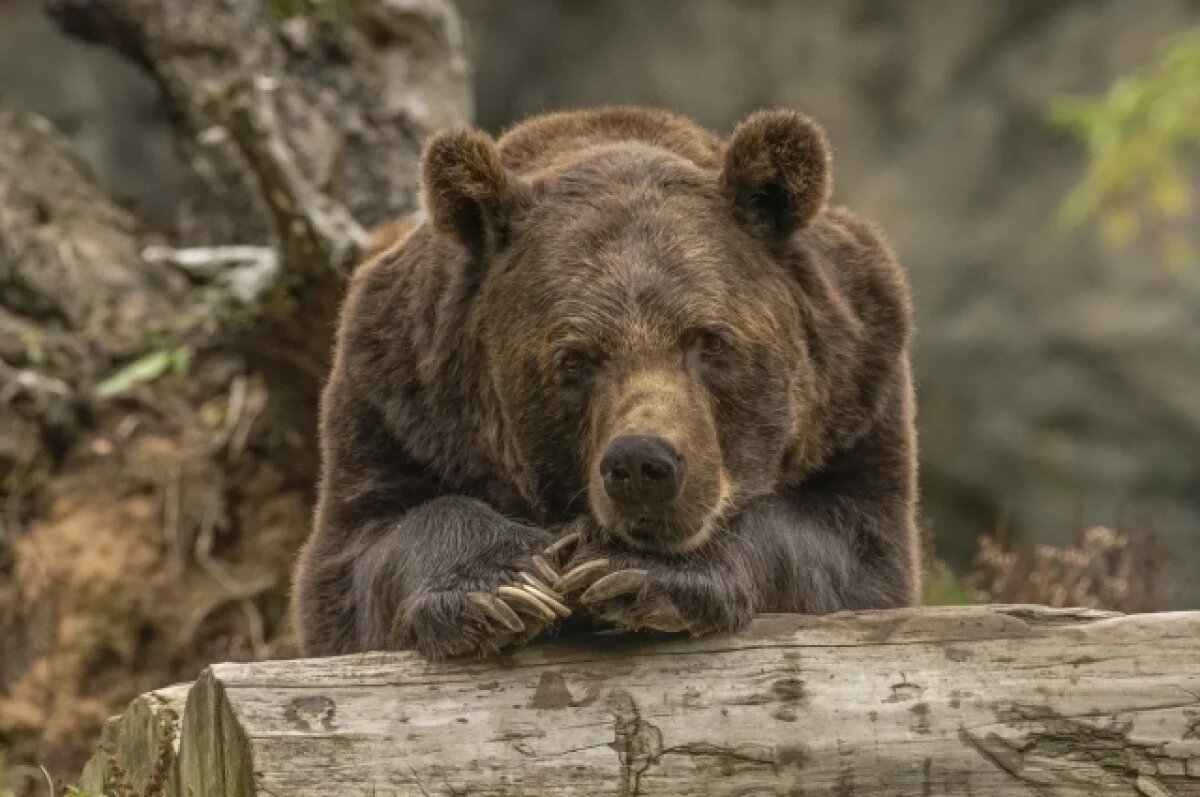    В Ухте организовали патрули из-за обнаруженных в городе медведей