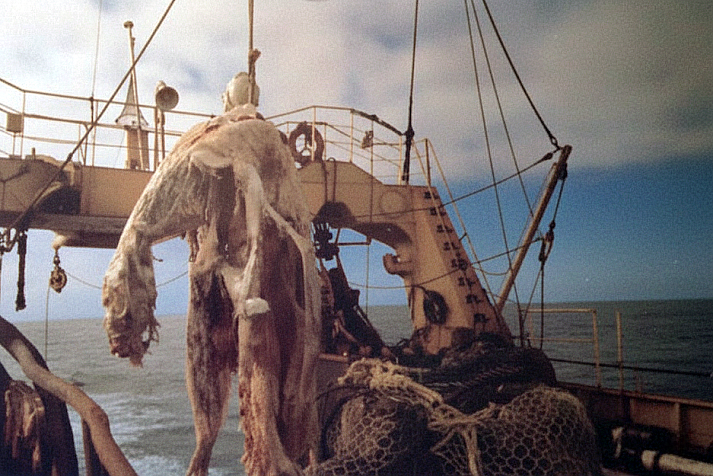 Снимок выловленной туши с судна Zuiyo Maru