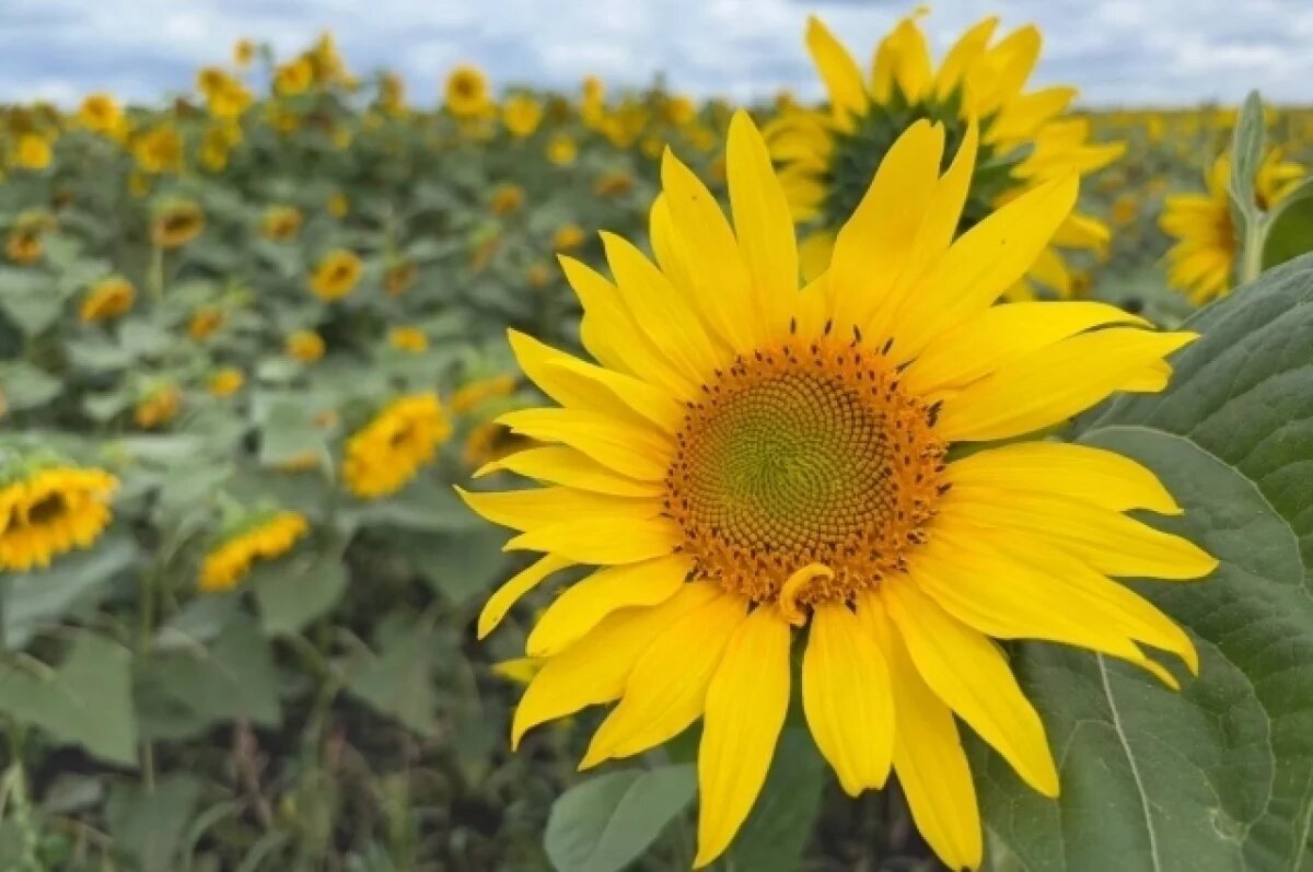    На землях сельхозназначения Омской области отменили режим ЧС