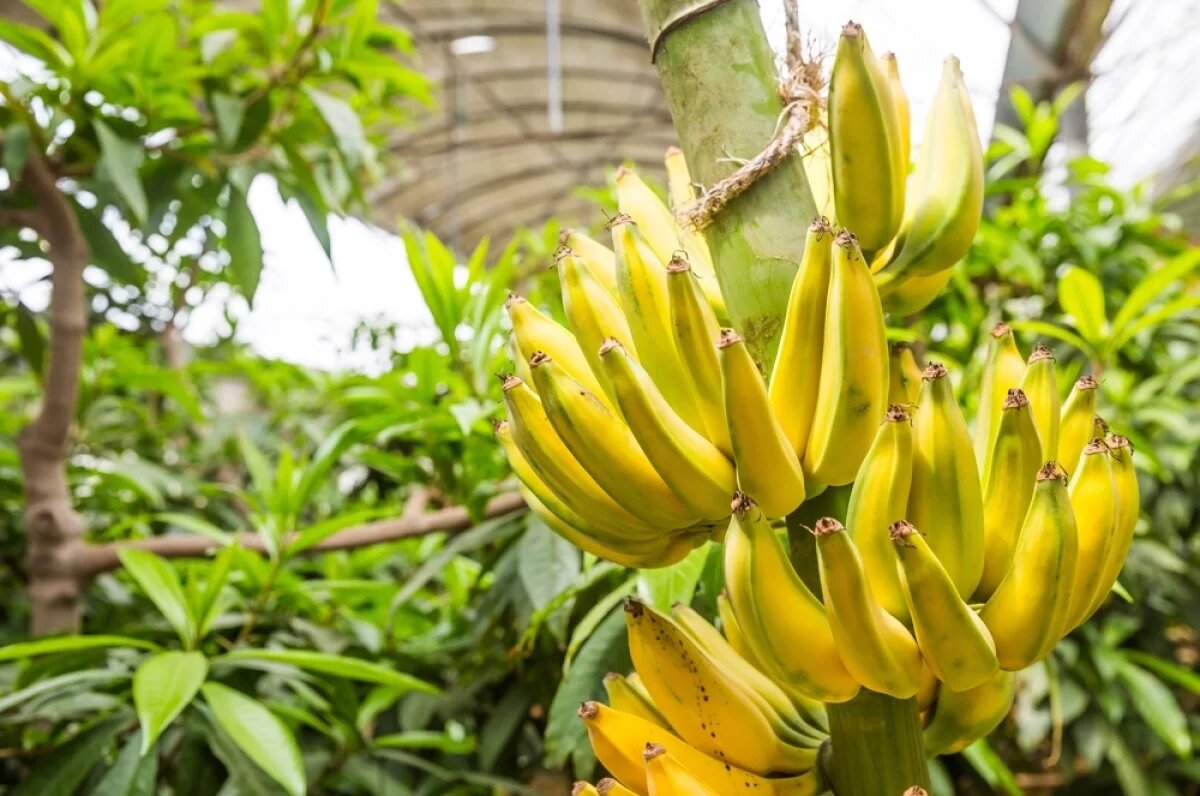    В России начали строить первую теплицу по выращиванию бананов
