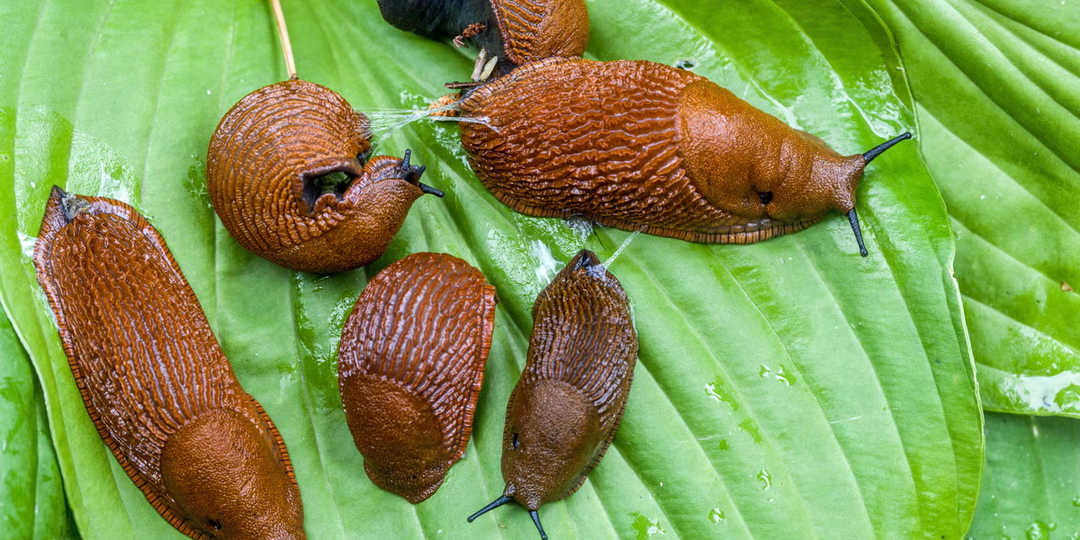 Вот почему сбор слизней - худший способ борьбы с этим прожорливым вредителем.