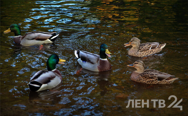    © Анастасия Илюшина / ЛенТВ24, архивное фото