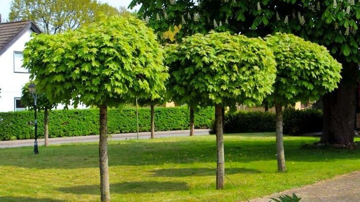 Штамбовые клены