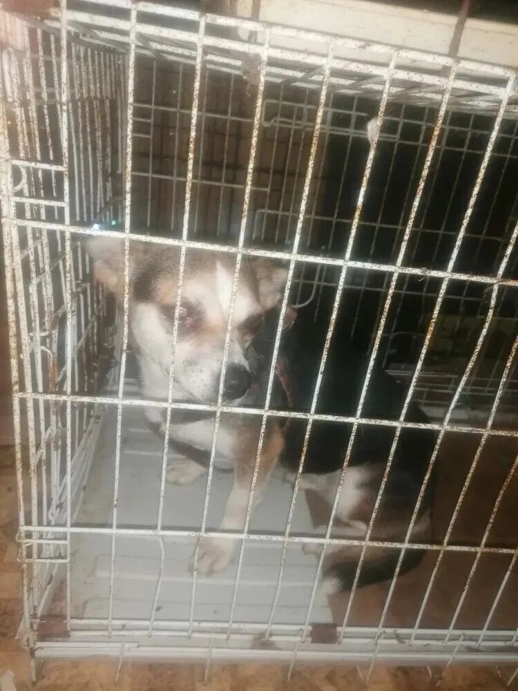 Вот такой Марта приехала на передержку