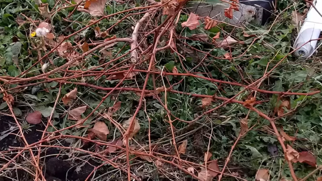 Вот так выглядит закаленная лоза в середине октября — кора светлая, почки спят, растение готово к укрытию