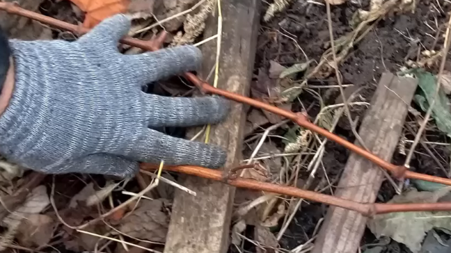 После обрезки укладываю лозу на доски — так она не касается холодной земли и не отсыревает