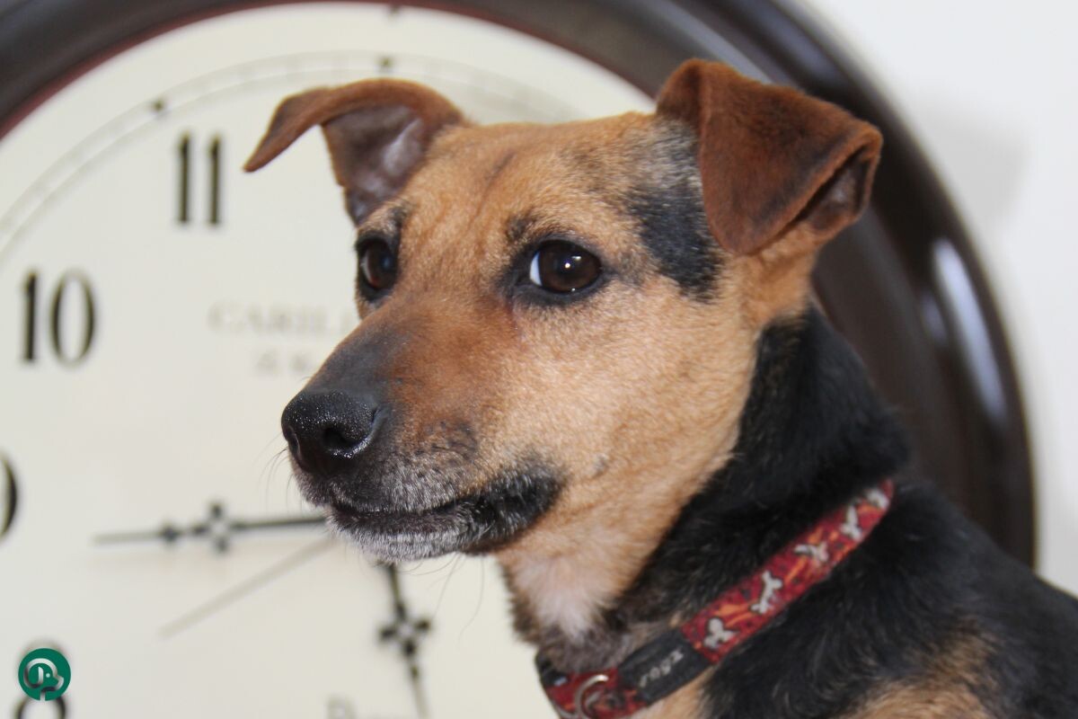  Есть ли у собак чувство времени 