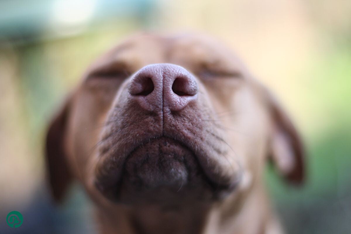 Обоняние у собак 