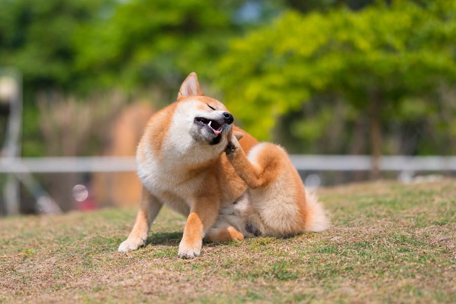 источник фото: https://www.yuup.it/wp-content/uploads/2022/09/Muta-cane-autunno_2-1.jpg