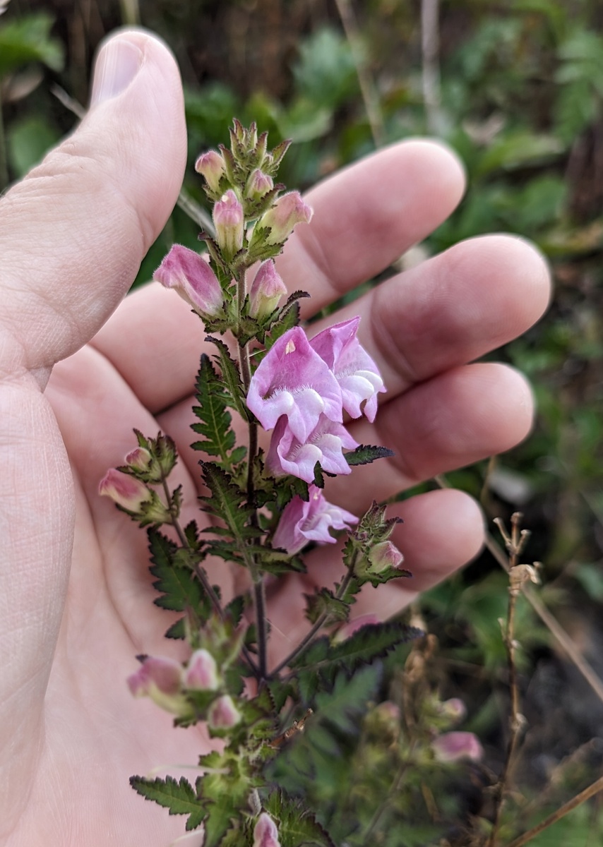 Первая встреча. Сентябрь 2023 года. Какое красивое растение!