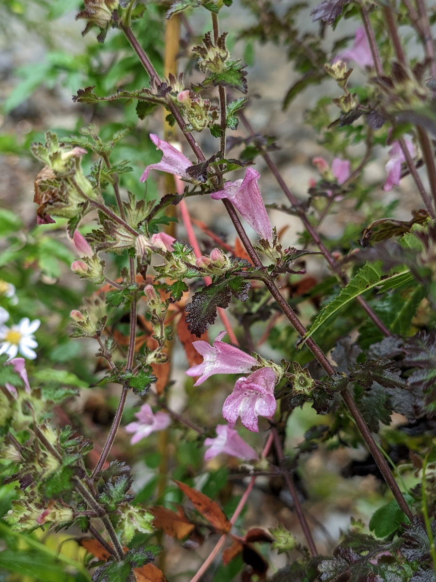 Вторая встреча. На берегу реки Тигровой, Приморский край (сентябрь 2024 г).
