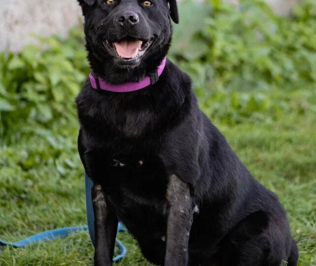 Сердце лабрадора в уличной собаке. Жизель ищет своего человека!