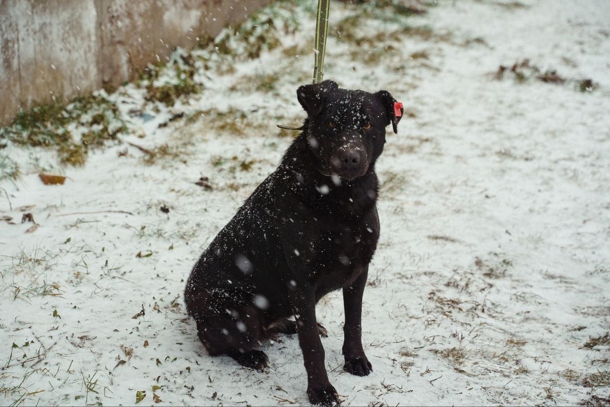 Наш приют — это лишь временная остановка на пути к настоящему дому!