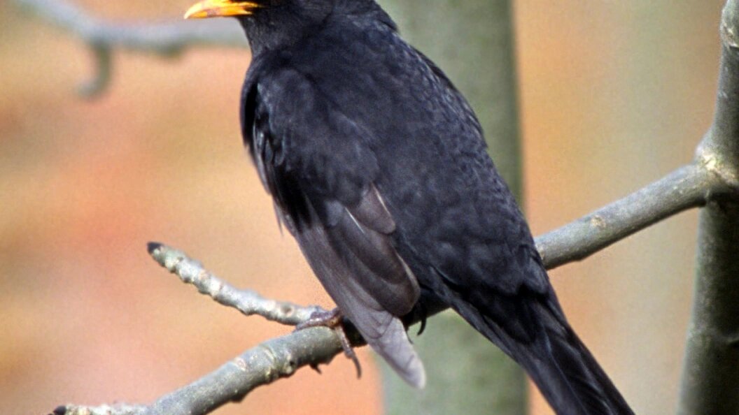    Фото: Konstantin Mikhailov/Russian Look/Globallookpress