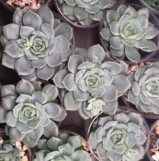 Echeveria PEACOCKII