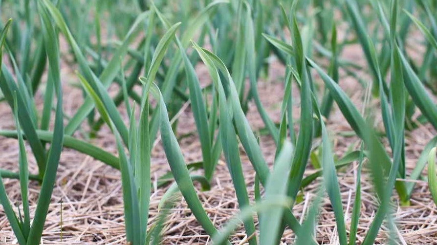 Пролил озимый чеснок в октябре не купоросом, а золой. Весной взошли все 147 зубков