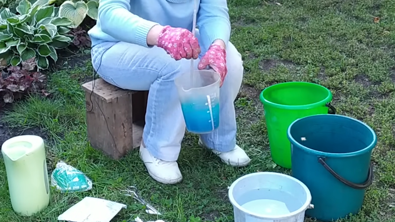 Медный купорос казался надежной защитой, но результат разочаровывал сезон за сезоном