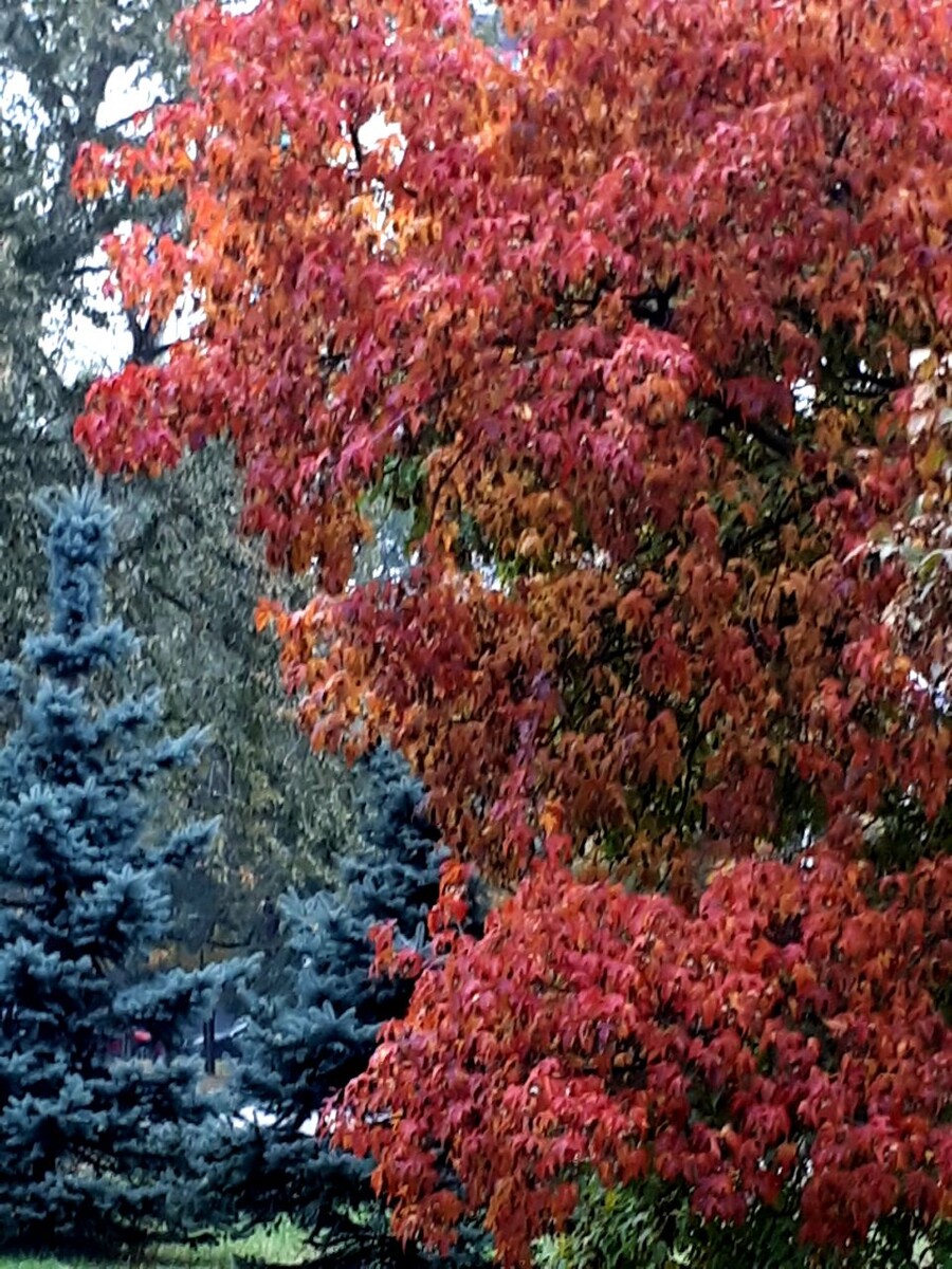 Фото автора статьи 06.10.2025г.