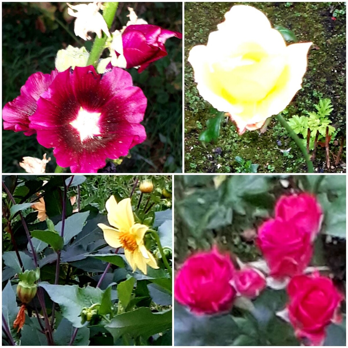 Коллаж автора статьи 06.10.2025г.