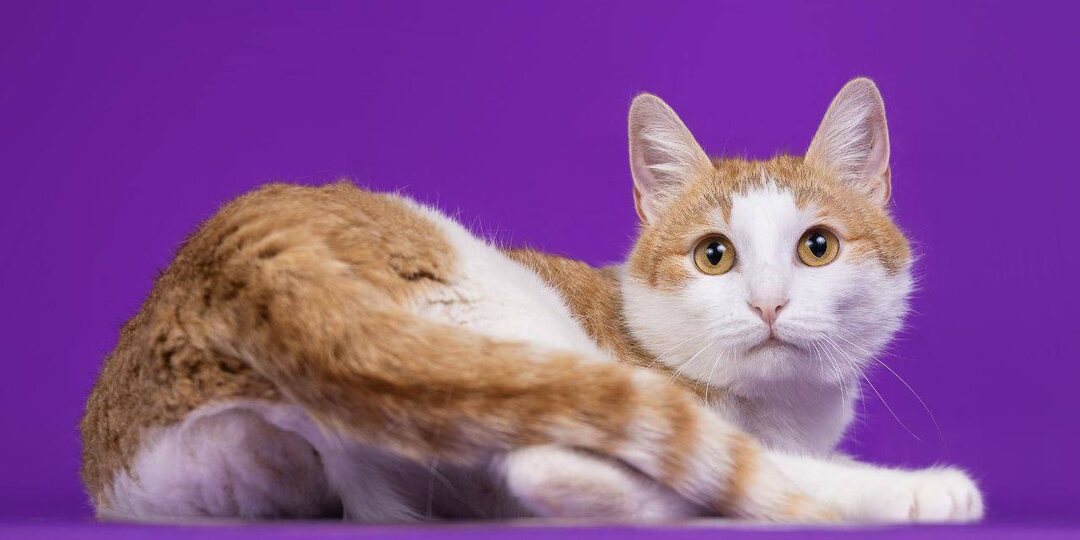 Как наладить контакт с кошкой?