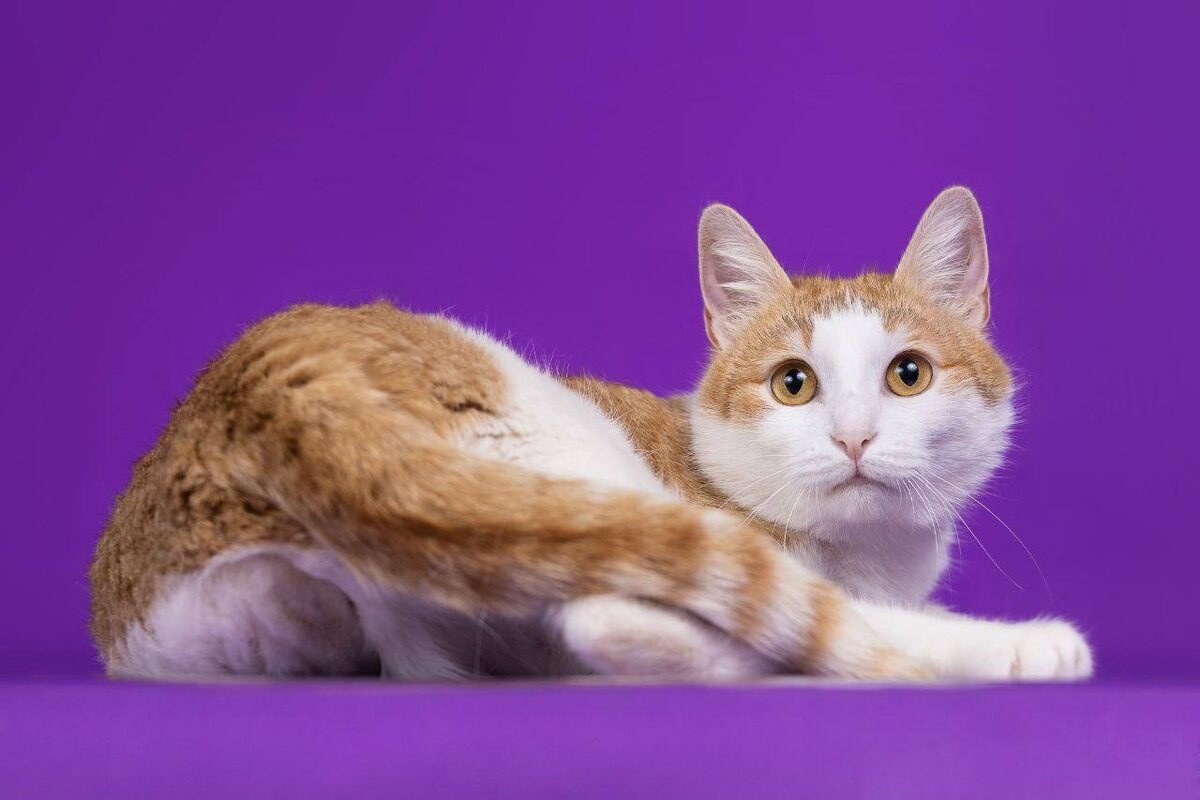 Очаровательная Груня будет ждать вас на фестивале «Тыквы и Коты»