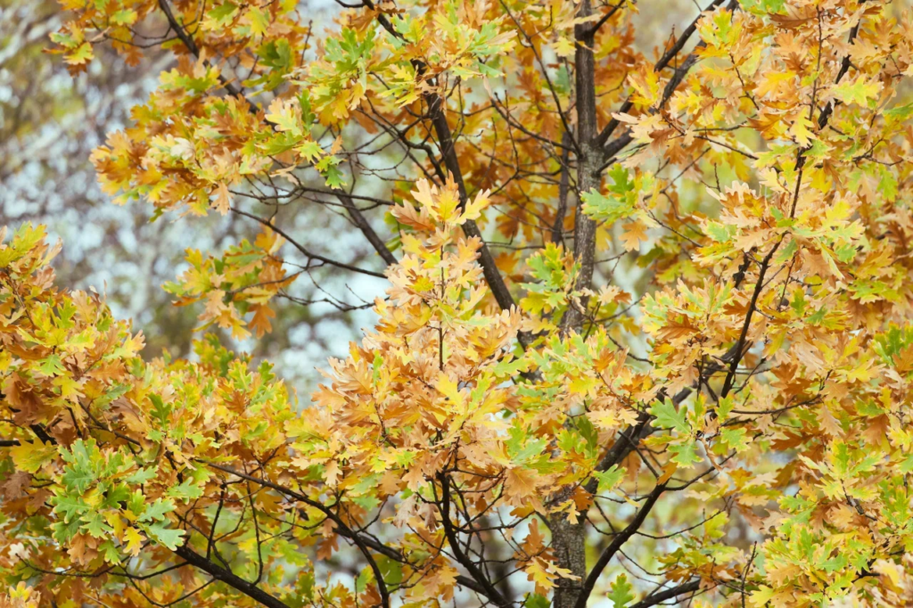    Фото: ТРК «Таврия»