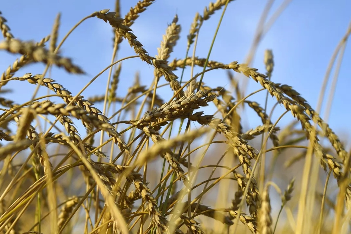    Фото: Александр Кряжев, источник: РИА Новости