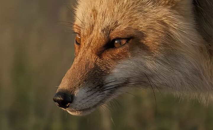 Из интернета