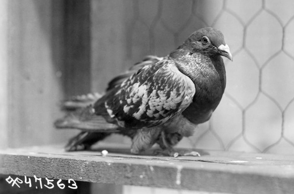    Голубь Шер Ами. Источник фотографии: americanhistory.si.edu