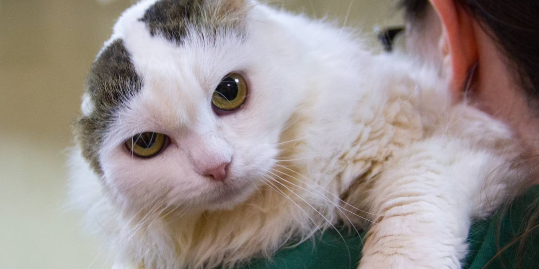 Лима выиграла жизнь, и теперь ей нужен дом 🙏🏡