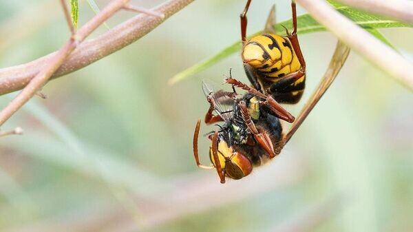    © Getty Images / Wolfram Steinberg/picture alliance