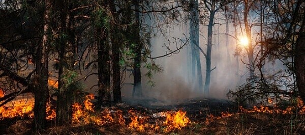 Фото из Яндекса