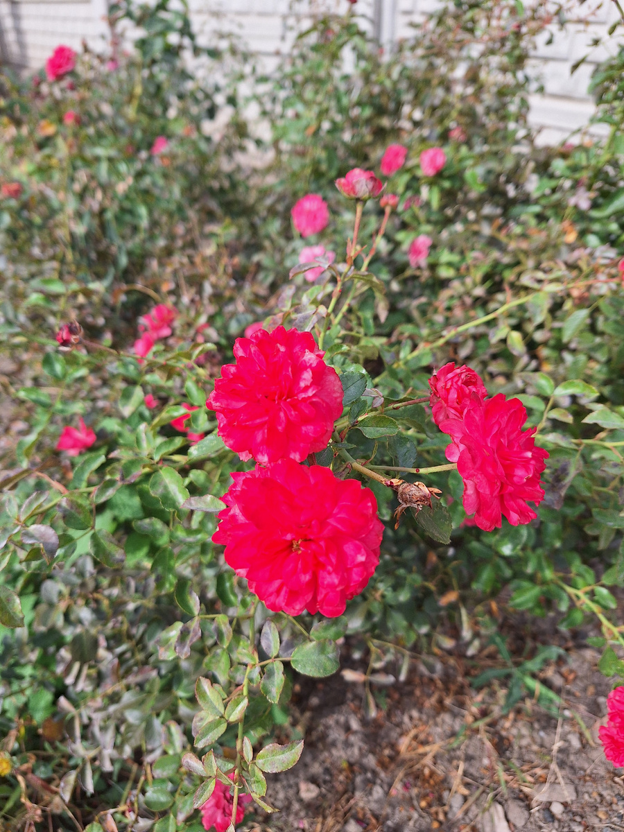 Фото  автора.