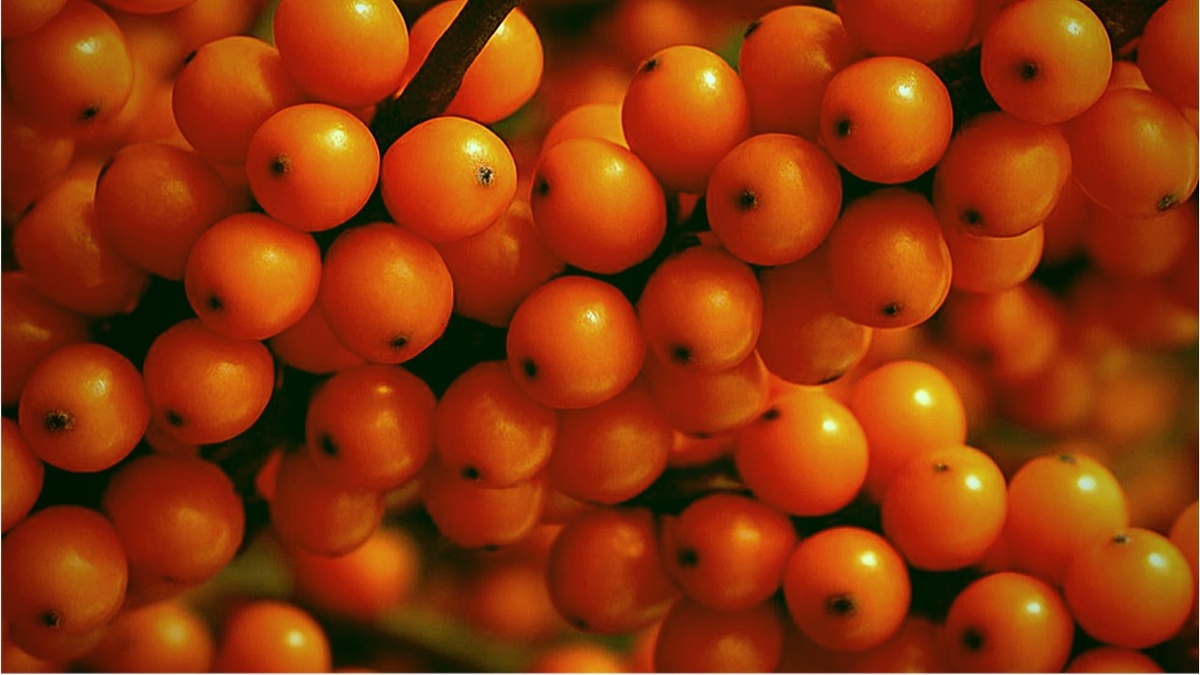 Ягода облепиха