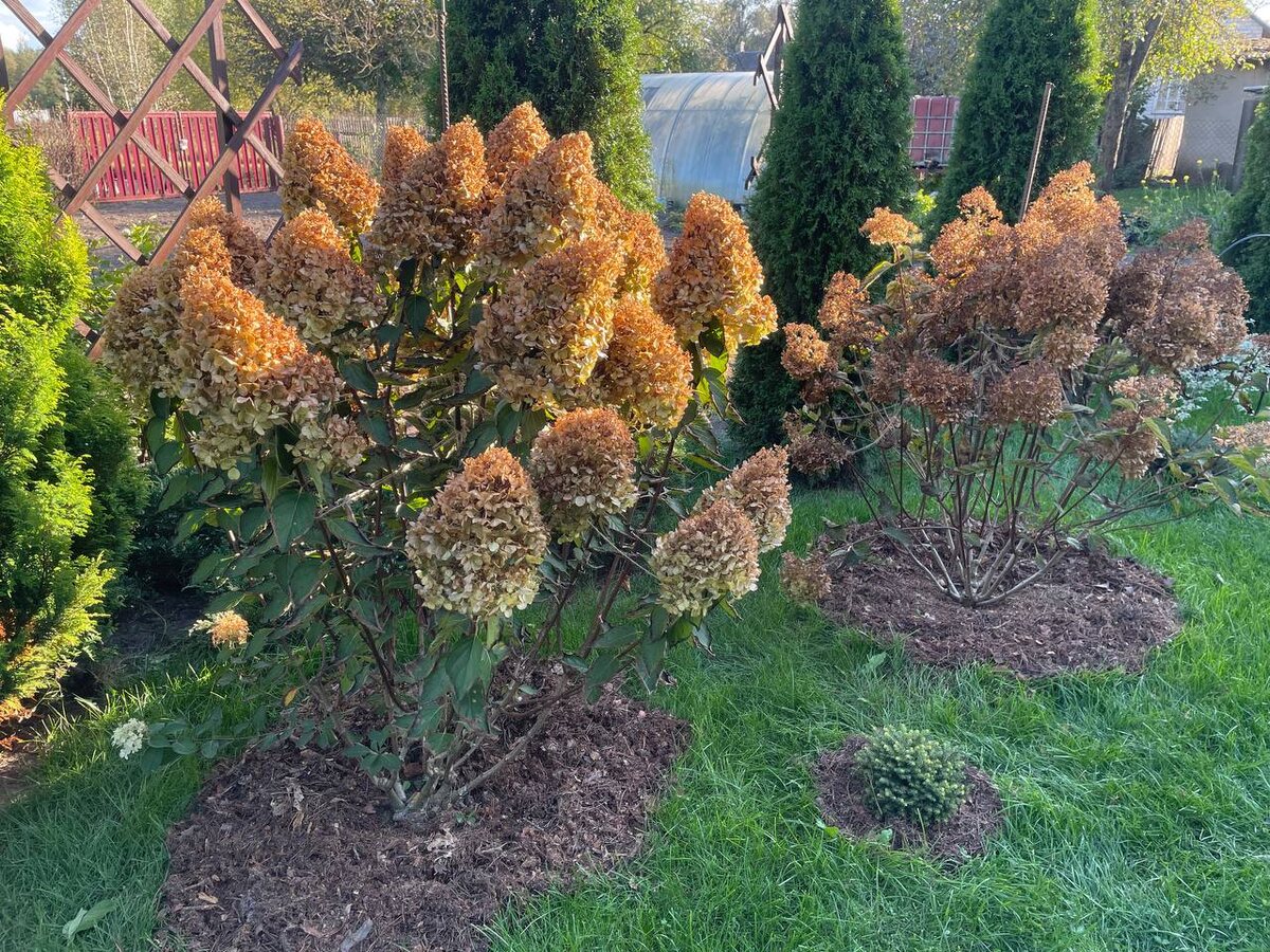 Осенняя обрезка метельчатых имеет свои особенности. Фото автора