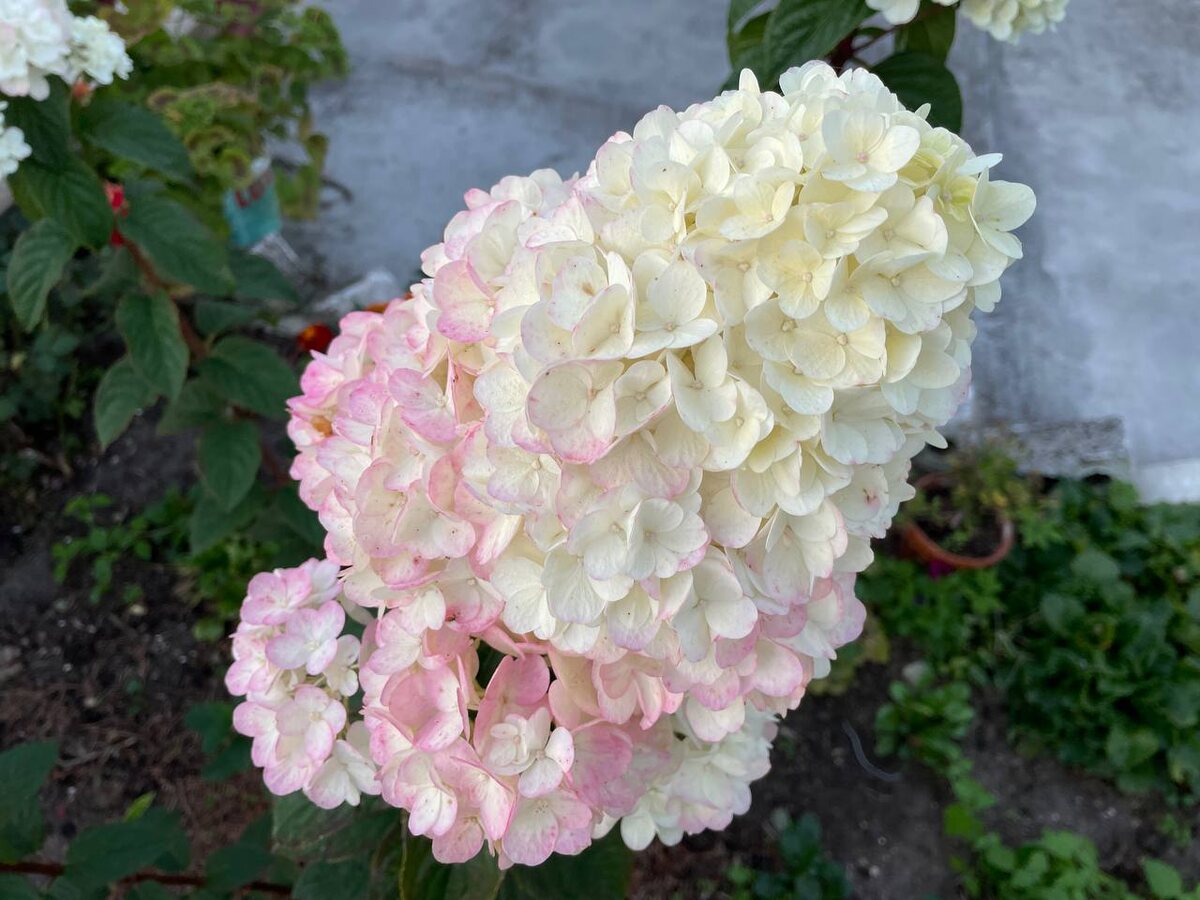 Самарская Лидия в этом году не успела окраситься в винный цвет. Фото автора