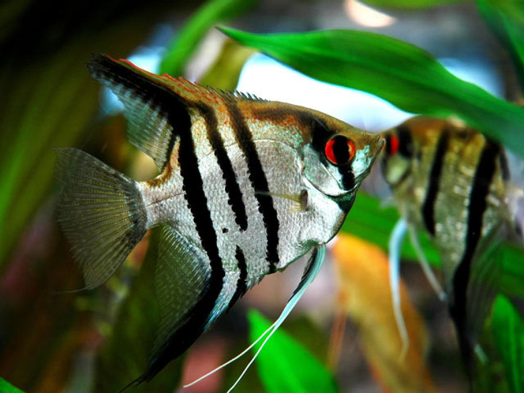 Pterophyllum scalare