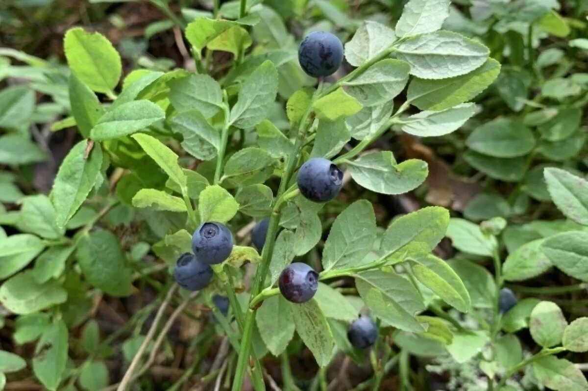    Деньги с куста.