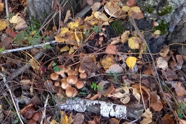    Грибной сезон 2025 год. Фото: Грибники Тюмени и Тюменской области.