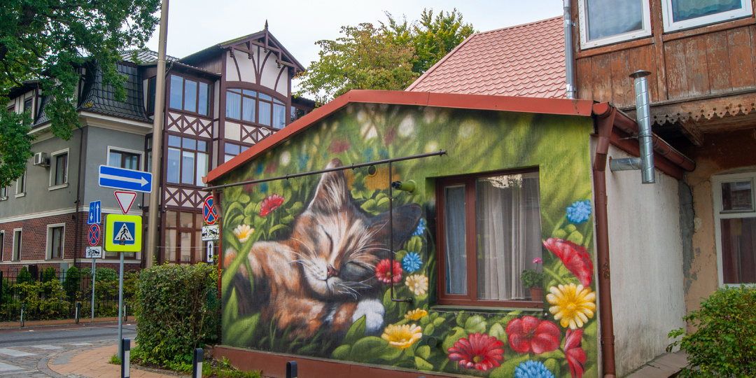 Зеленоградск: кошачий оазис на карте России 🐈