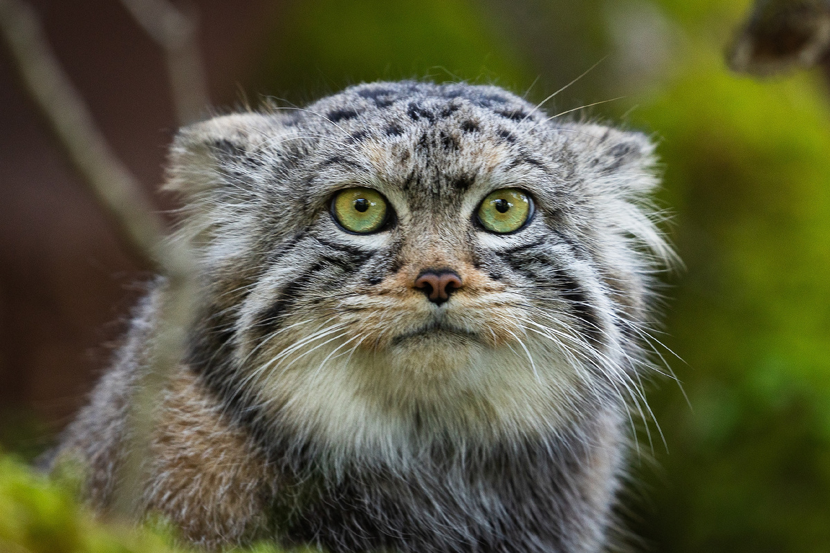 Манул Борис из Красноярского парк флоры и фауны "Роев ручей"