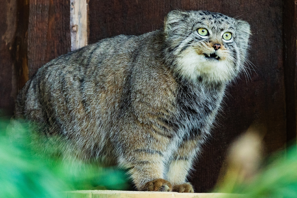 Манул Борис