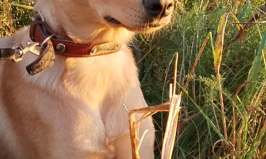 Брала малышкой и сдала беременной в приют.