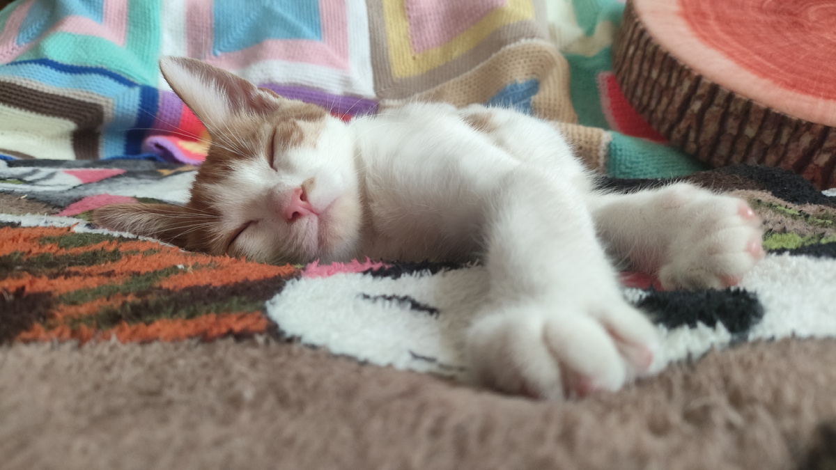 фото автора: Чон наигрался и спит