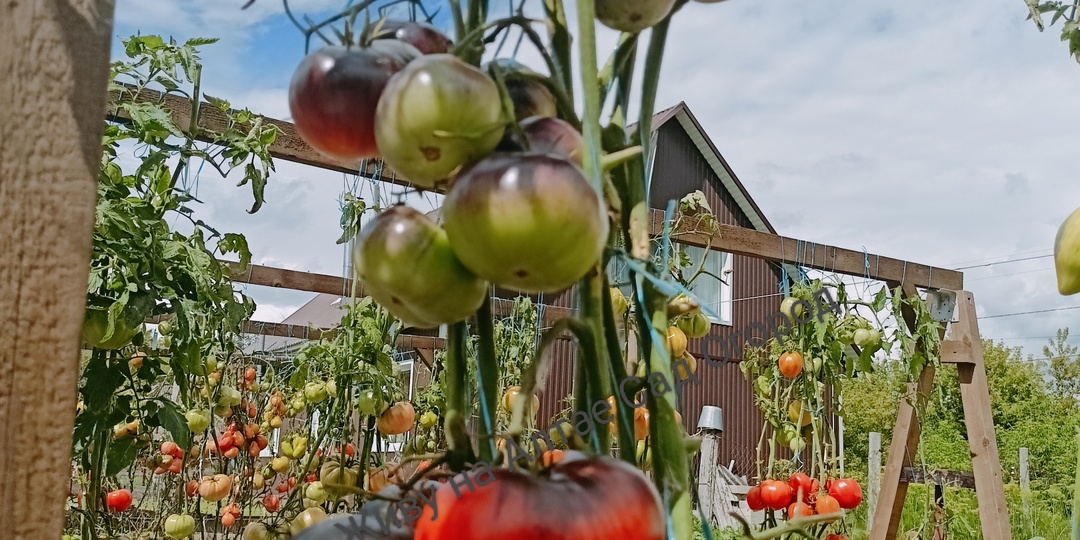 5 новинок коллекционных сортов томатов из каталога