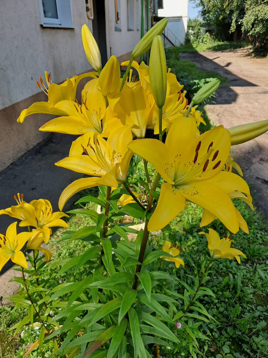 фото автора. Говорят,что жёлтые цветы -к измене?