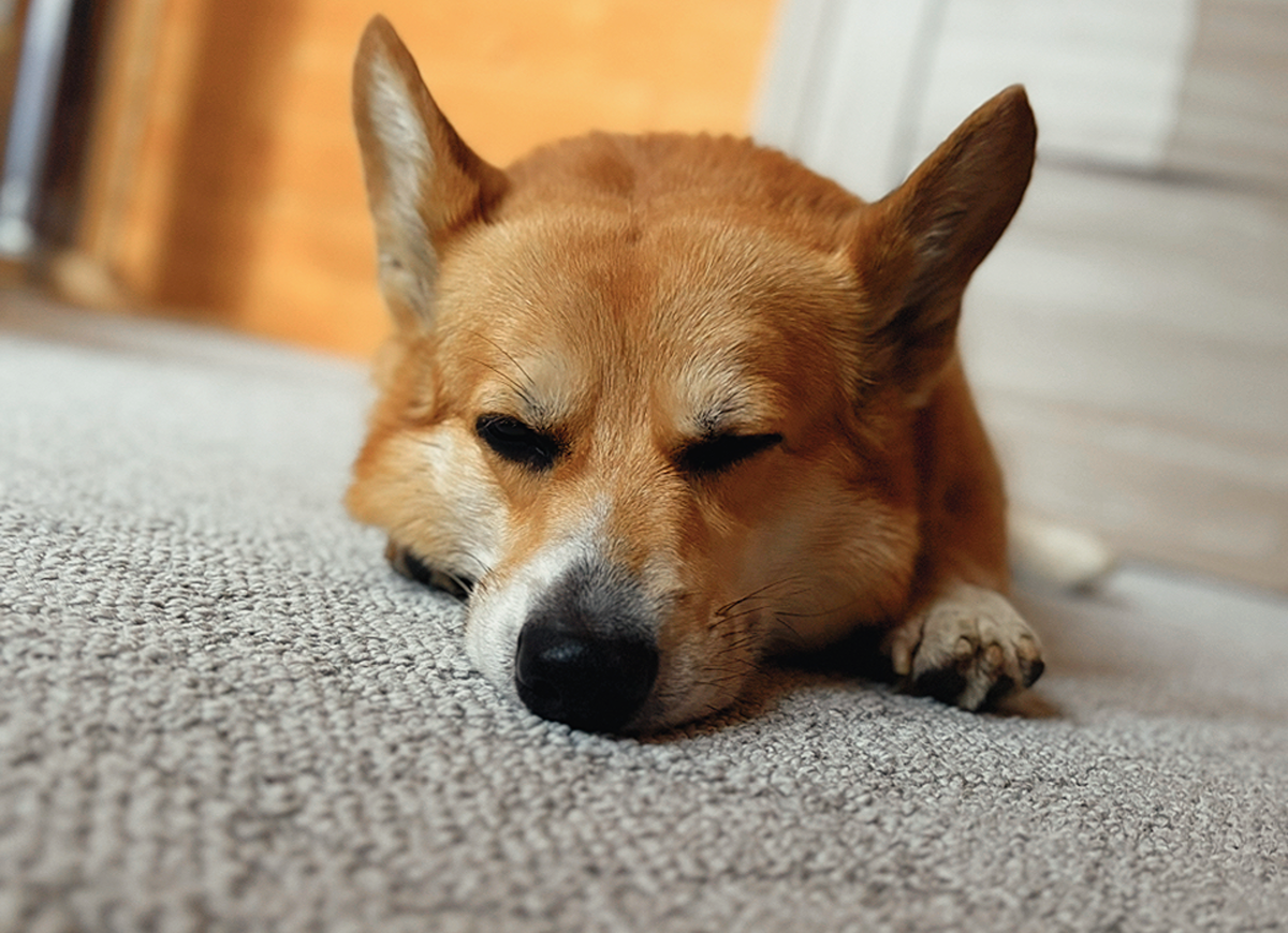 На уютном ковролине