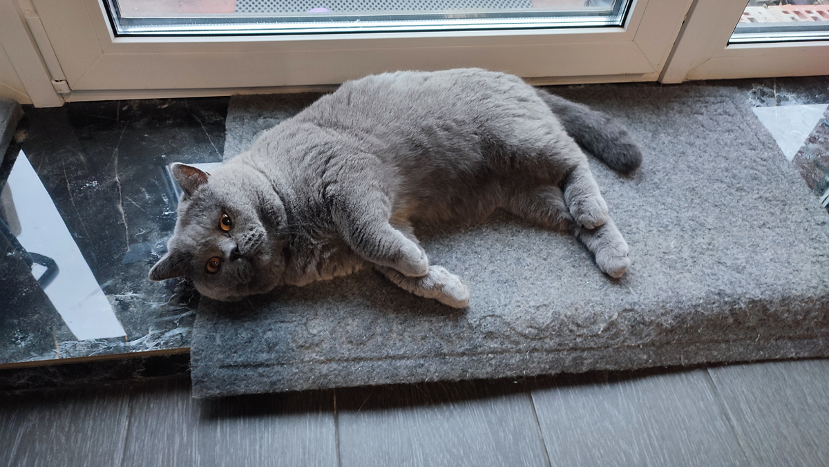 Мартин отдыхает