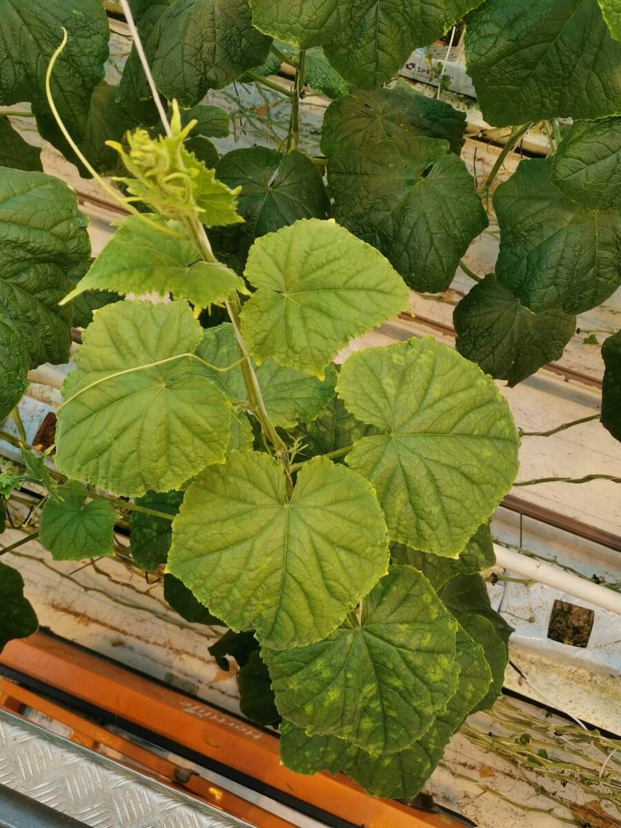 Взкмо достаточно сложно спутать с чем либо.